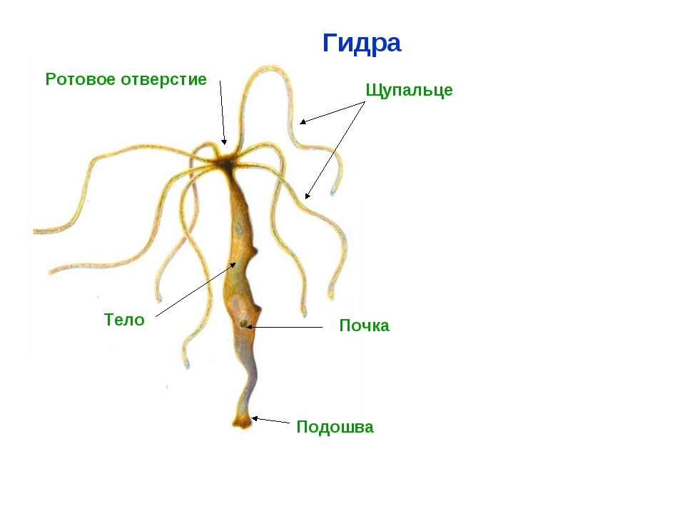 Рабочее зеркало blacksprut bs2webes net